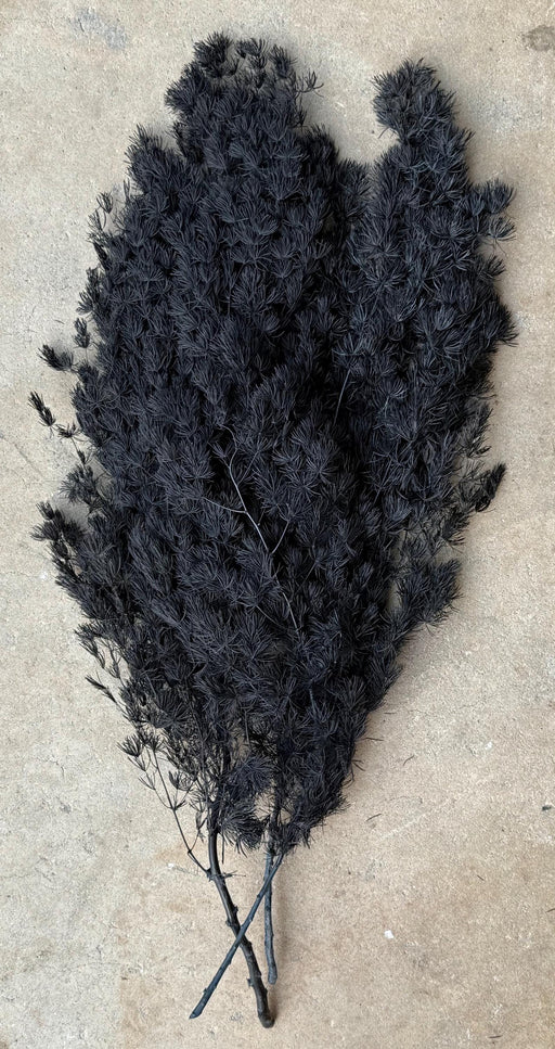 Ming/Asparagus Fern Preserved - Black - alternate