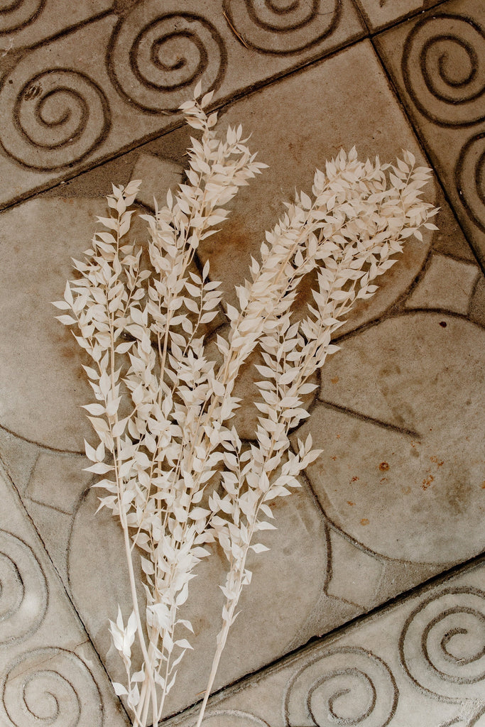 Dried and Preserved Ivory Ruscus