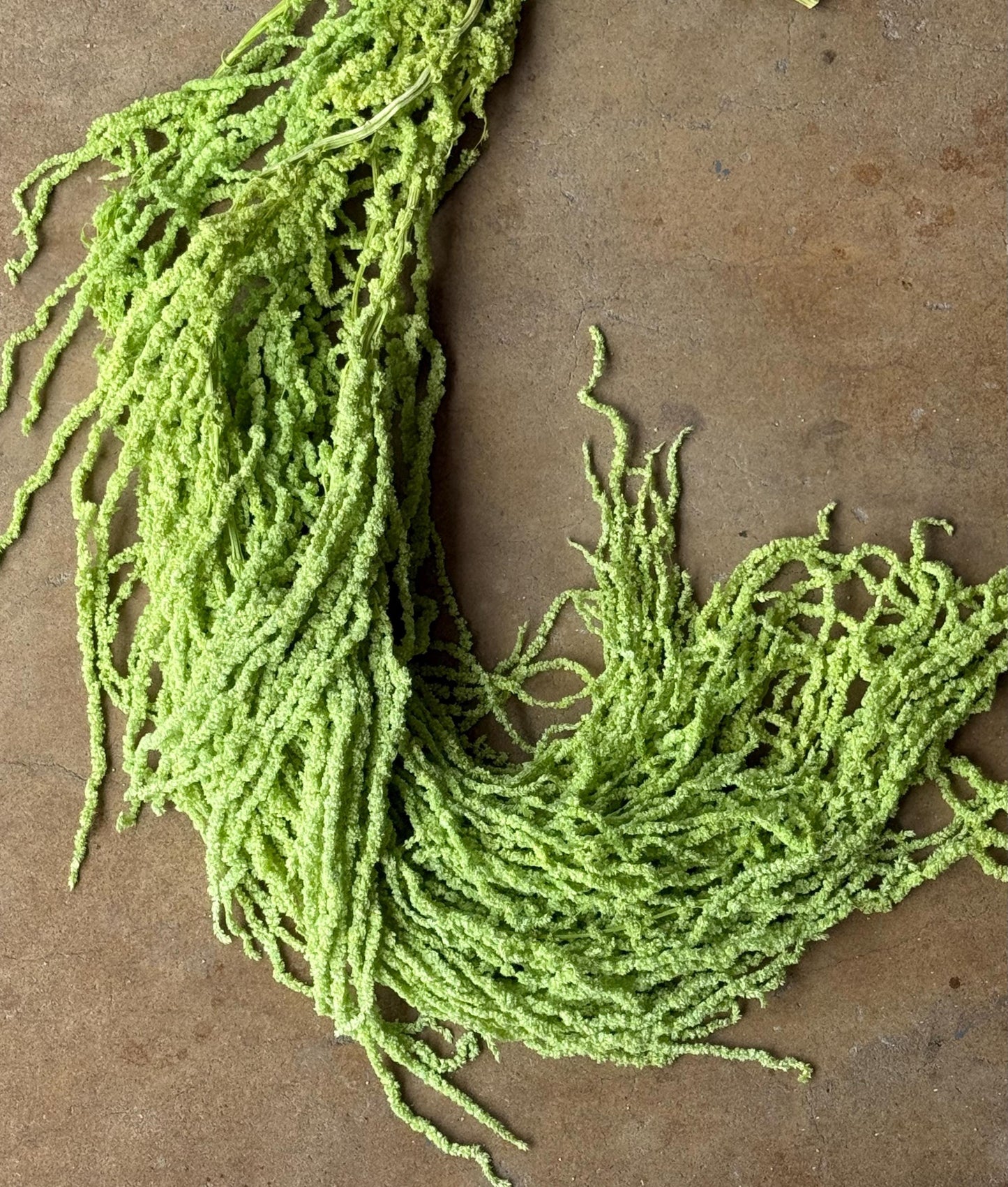 Hanging Amaranthus - Light Green