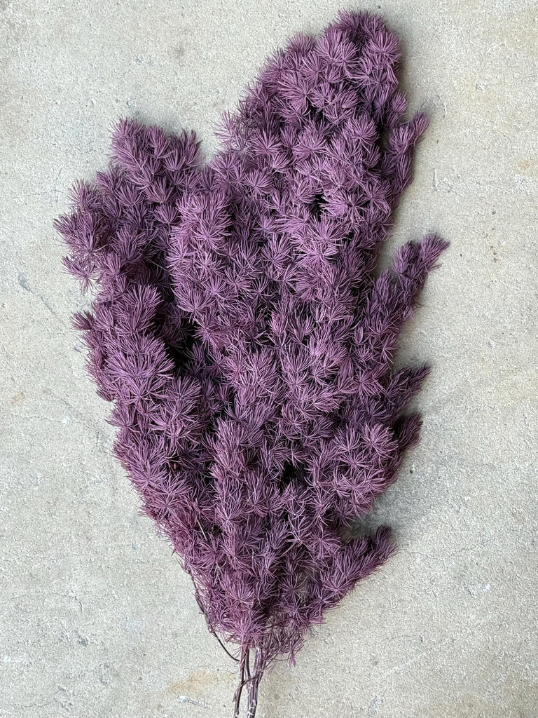Ming/Asparagus Fern Preserved - Purple Plum