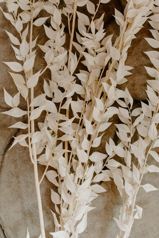 Dried and Preserved Ivory Ruscus - alternate