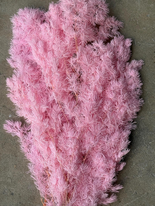 Ming/Asparagus Fern Preserved - Pink - alternate