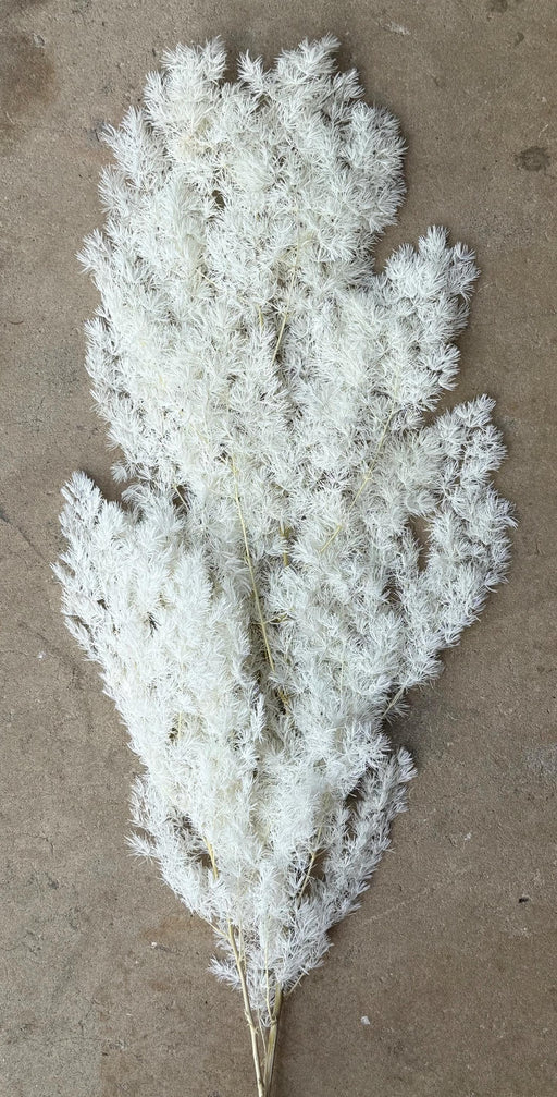 Ming/Asparagus Fern Preserved - White - alternate
