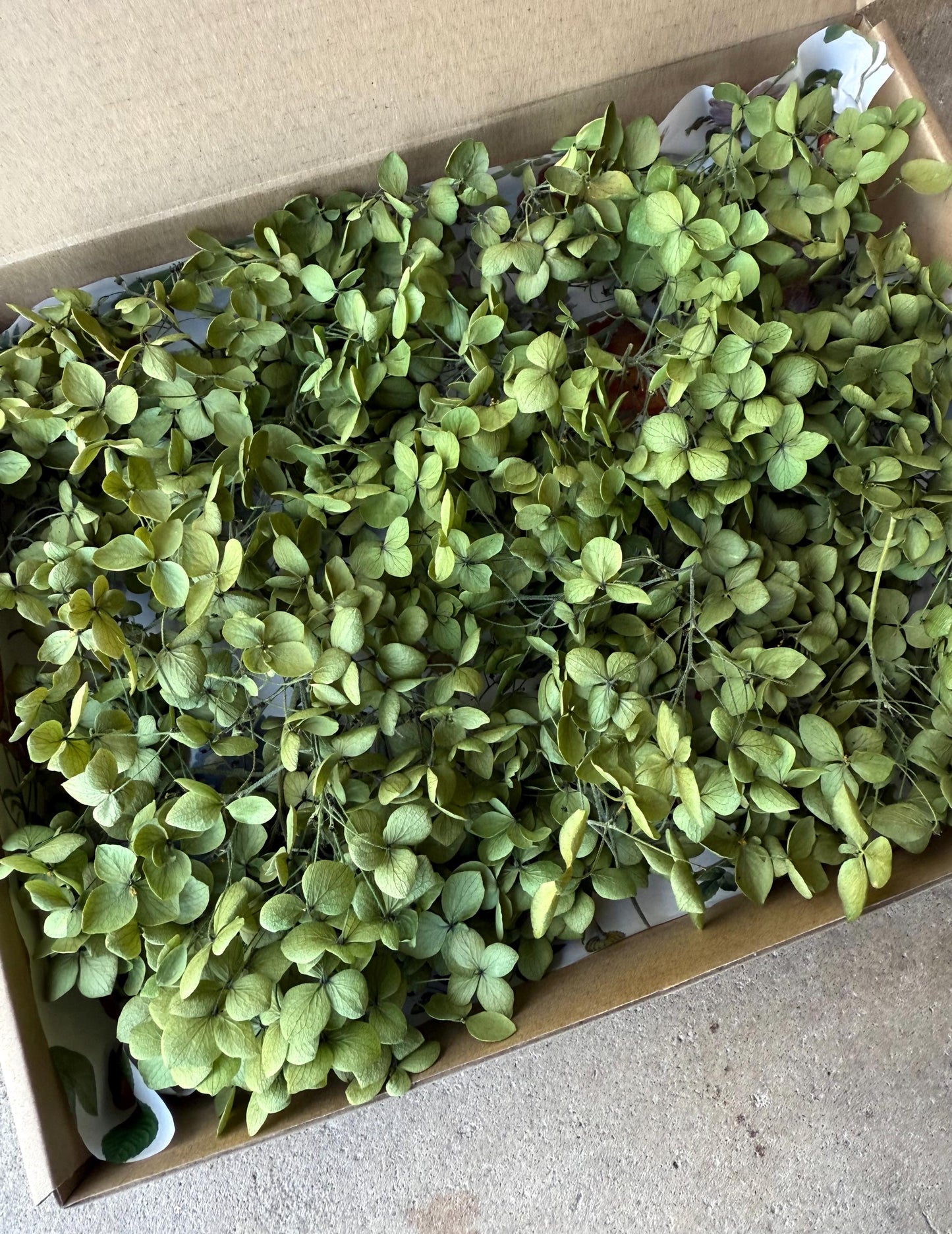 Real Preserved Hydrangea - Loose Petals