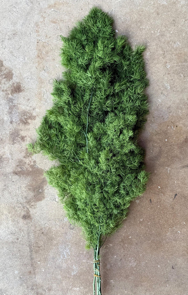 Ming/Asparagus Fern Preserved - Green