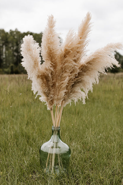Pampas Grass - X-Large 4 FT Natural Fluffy