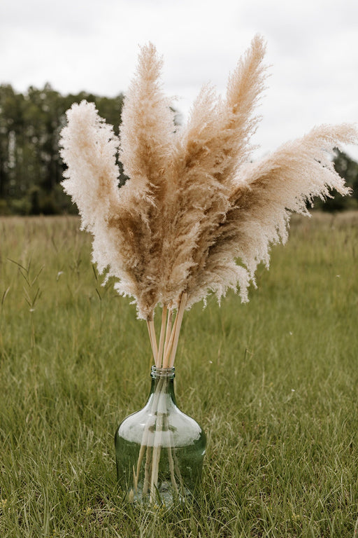 Pampas Grass - X-Large 4 FT Natural Fluffy - alternate