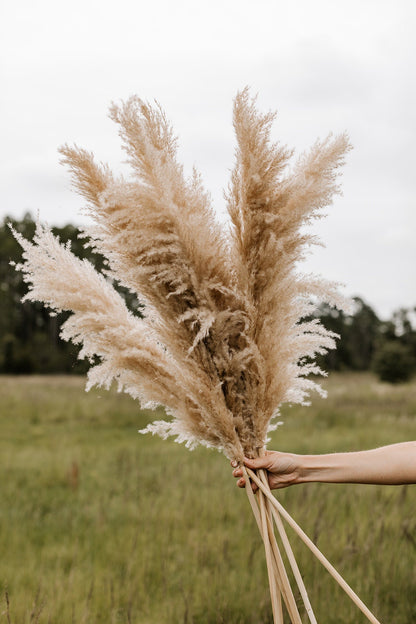 Pampas Grass - X-Large 4 FT Natural Fluffy