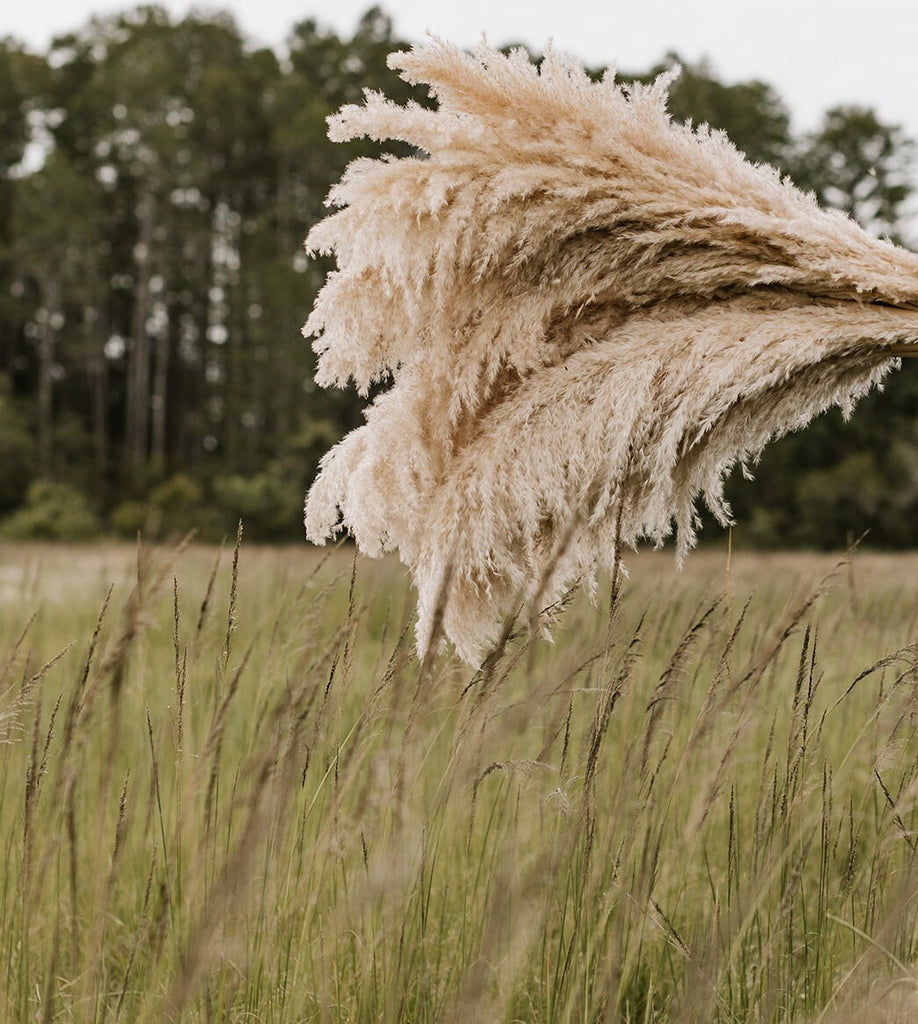 Pampas Grass - 4 FT Large Natural Fluffy