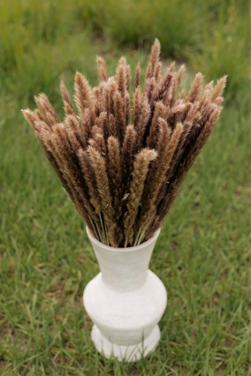 Thin 2FT Natural Brown Pampas Grass - alternate