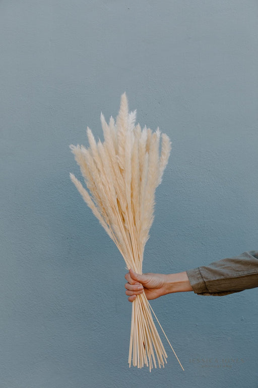 Thin 2FT Ivory White Pampas Grass - alternate