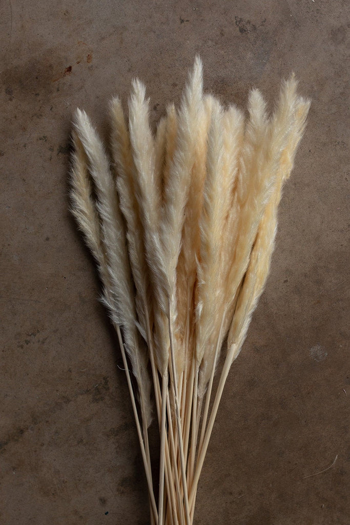 Thin 2FT Ivory White Pampas Grass