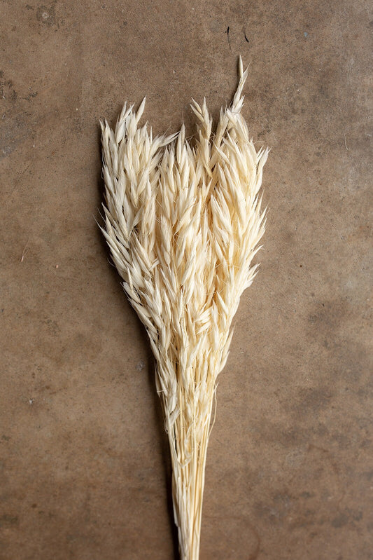 Dried Avena Oat Flower - Ivory
