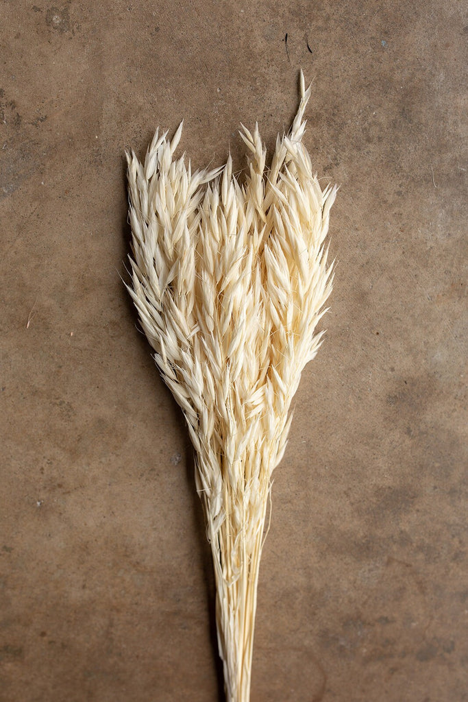 Dried Avena Oat Flower - Ivory