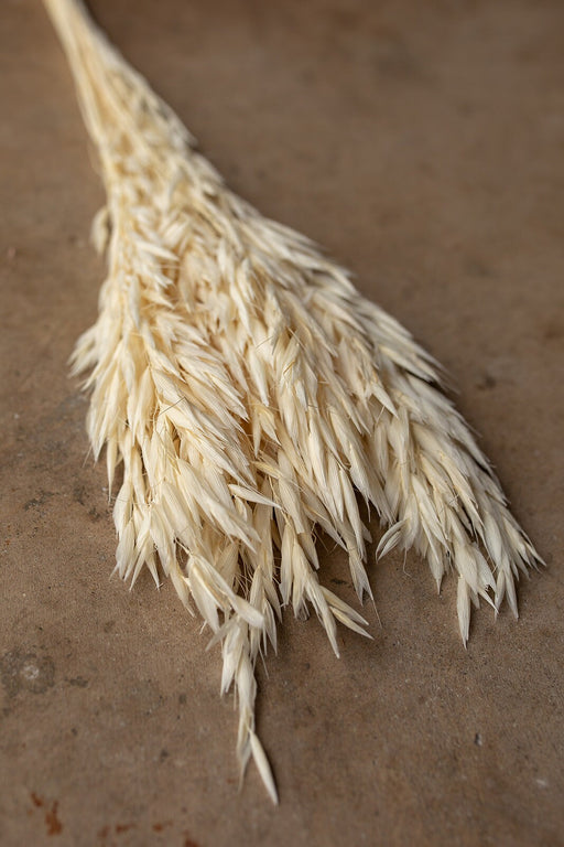 Dried Avena Oat Flower - Ivory - alternate