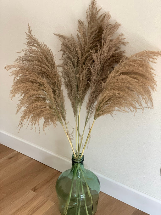 Medium Droopy Brown Natural Pampas Grass - alternate