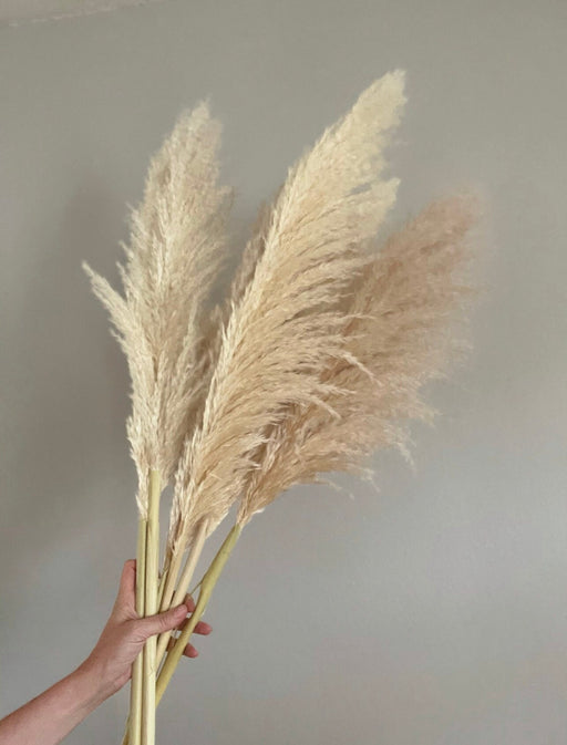 10 Large Thin 4 FT Natural Pampas Grass - alternate