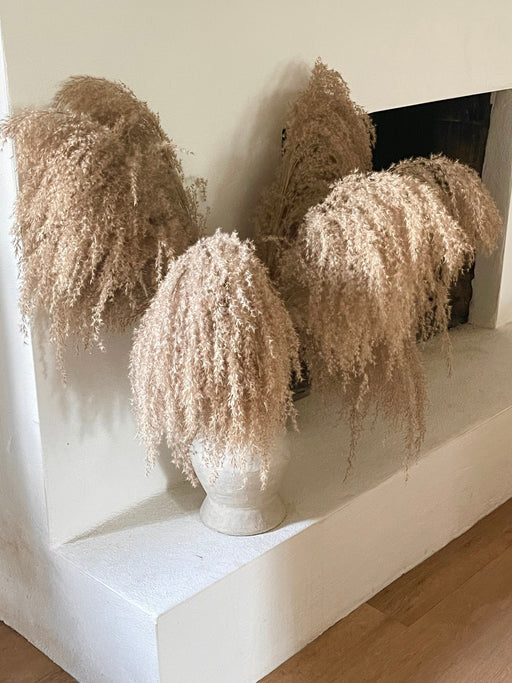 Large Droopy Brown Natural Pampas Grass - alternate