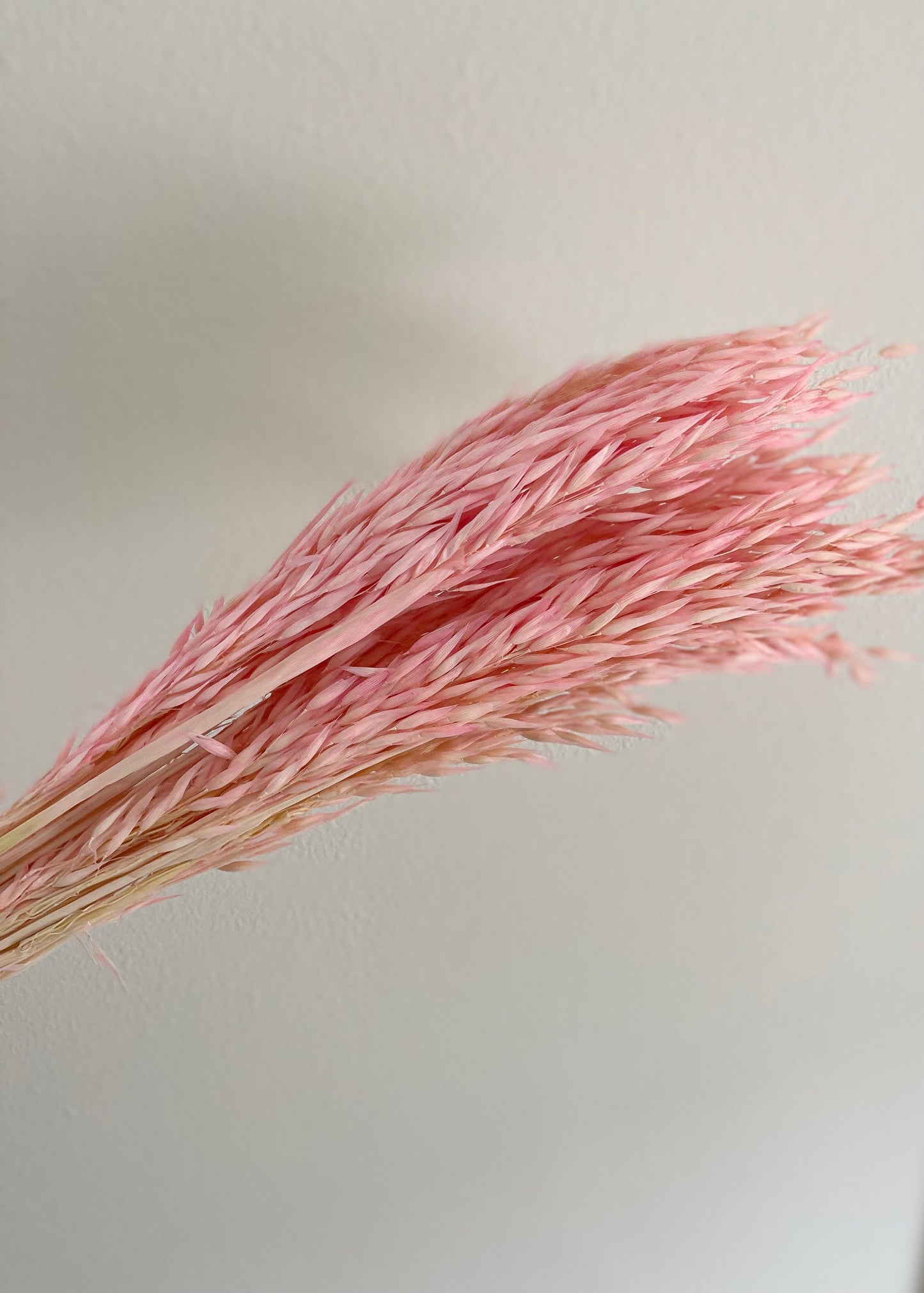 Dried Avena Oat Flower - Pink