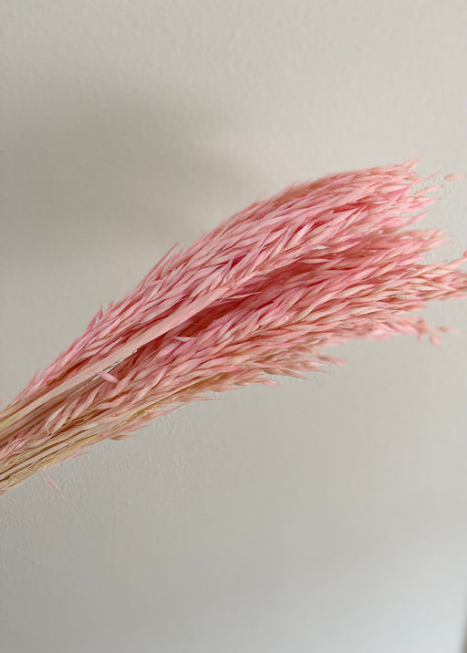 Dried Avena Oat Flower - Pink - alternate