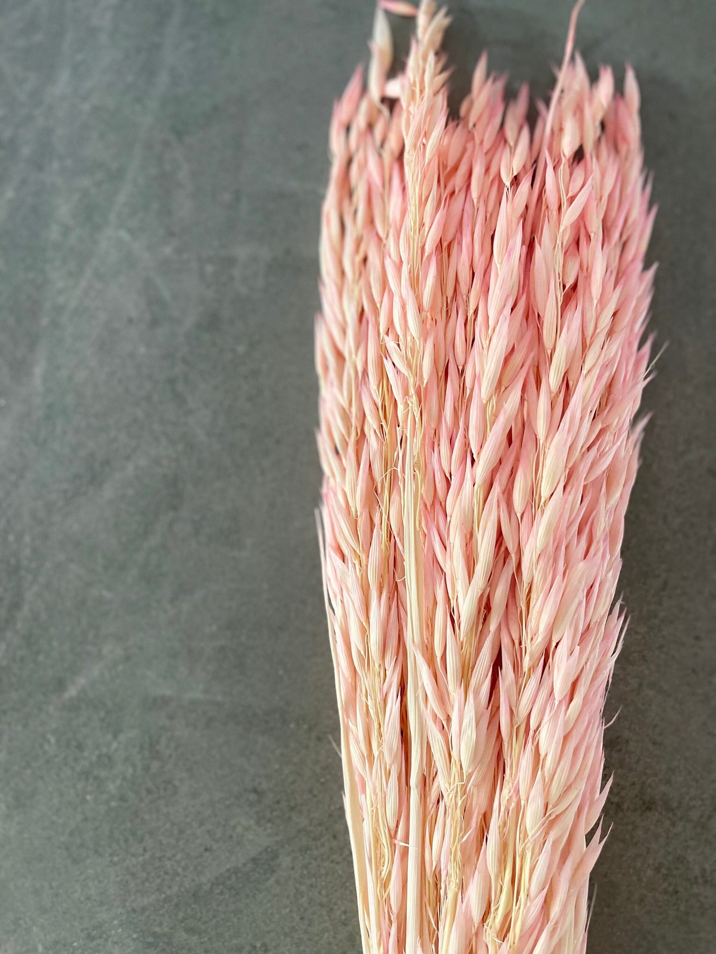 Dried Avena Oat Flower - Pink