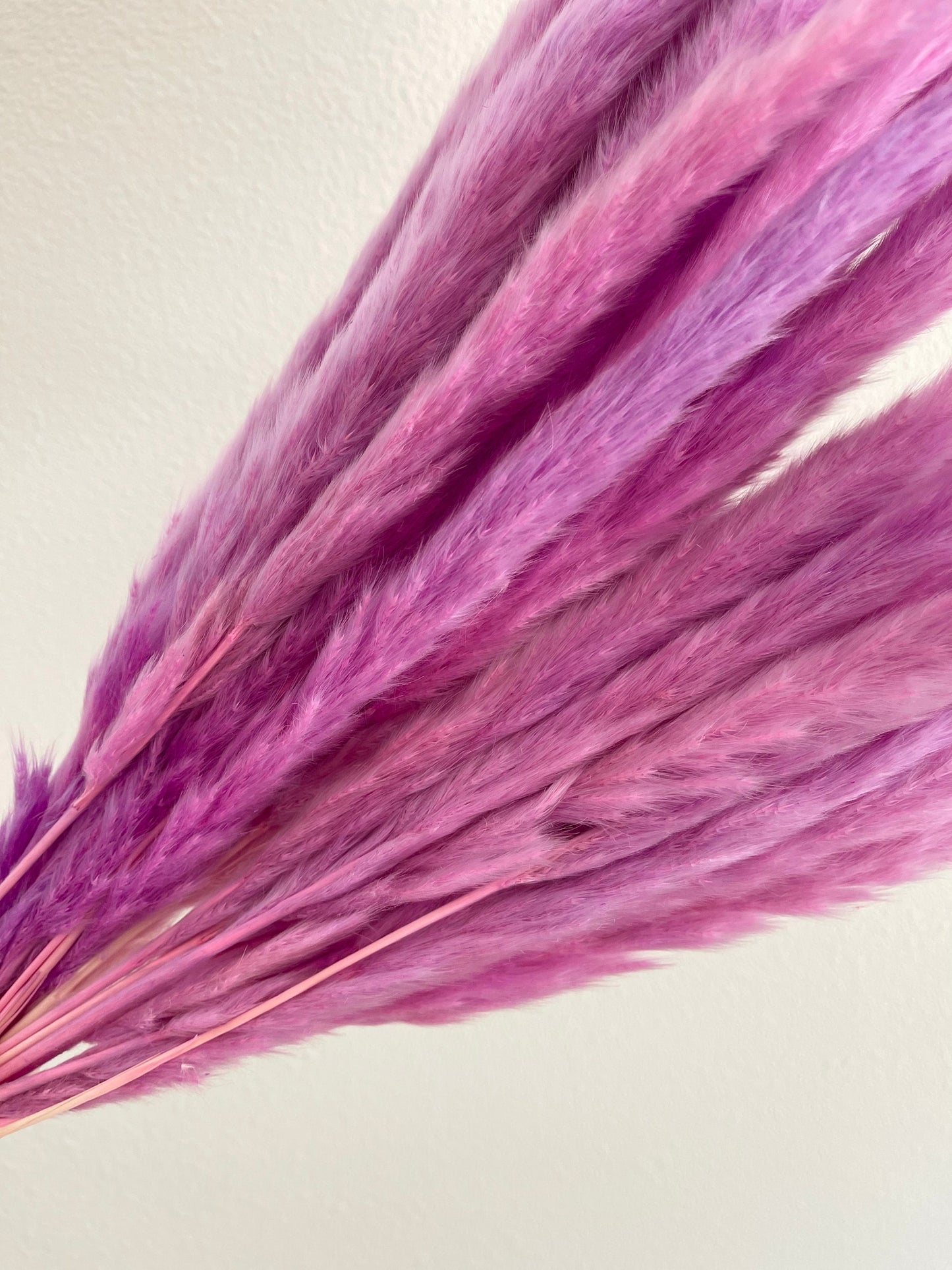 Thin 2FT Magenta Ombre Pampas Grass
