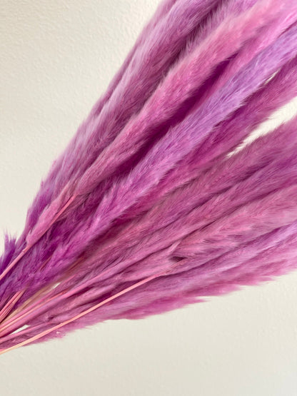 Thin 2FT Magenta Ombre Pampas Grass