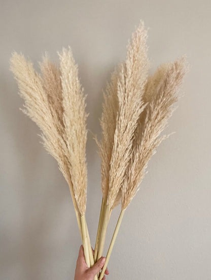 10 Large Thin 4 FT Natural Pampas Grass