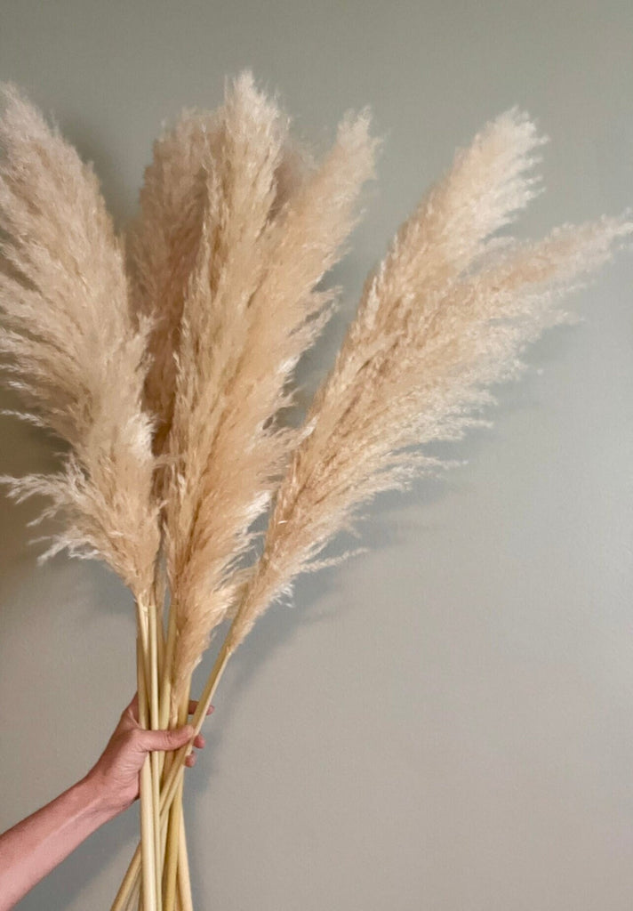 10 Large Thin 4 FT Natural Pampas Grass