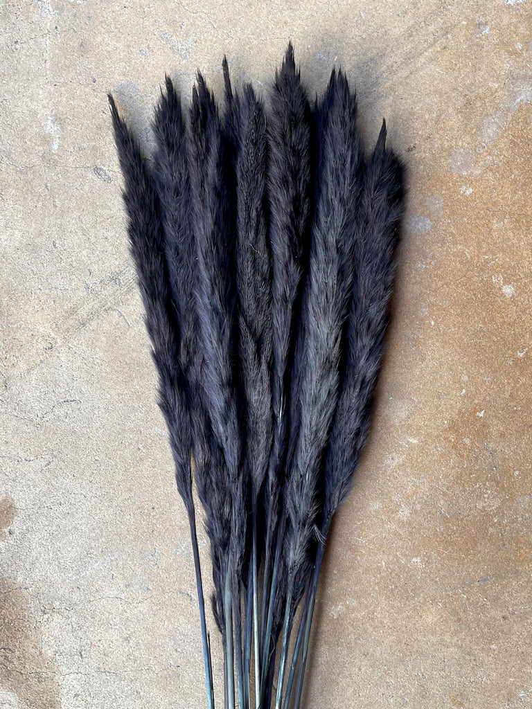Thin 2FT Black Pampas Grass
