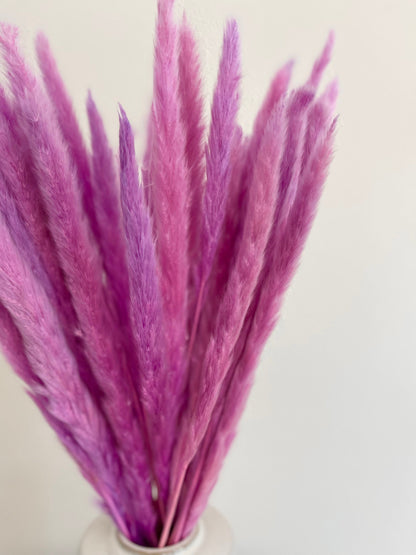 Thin 2FT Magenta Ombre Pampas Grass