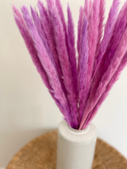 Thin 2FT Magenta Ombre Pampas Grass