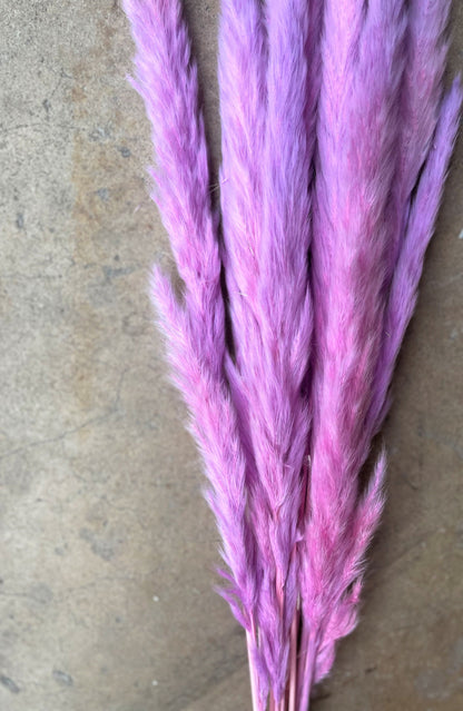 Thin 2FT Magenta Ombre Pampas Grass