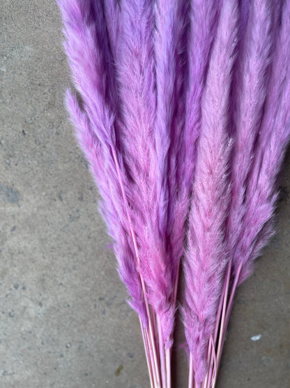 Thin 2FT Magenta Ombre Pampas Grass