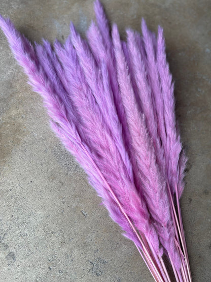 Thin 2FT Magenta Ombre Pampas Grass