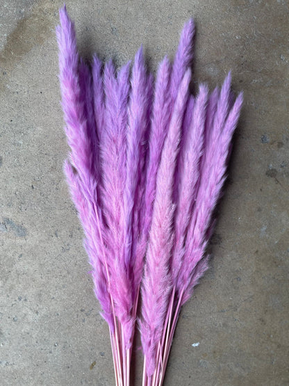 Thin 2FT Magenta Ombre Pampas Grass