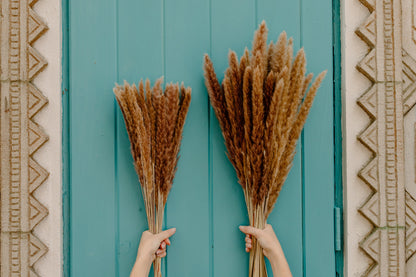 X-Large Thin 2.5 FT Natural Pampas Grass- Limited Edition