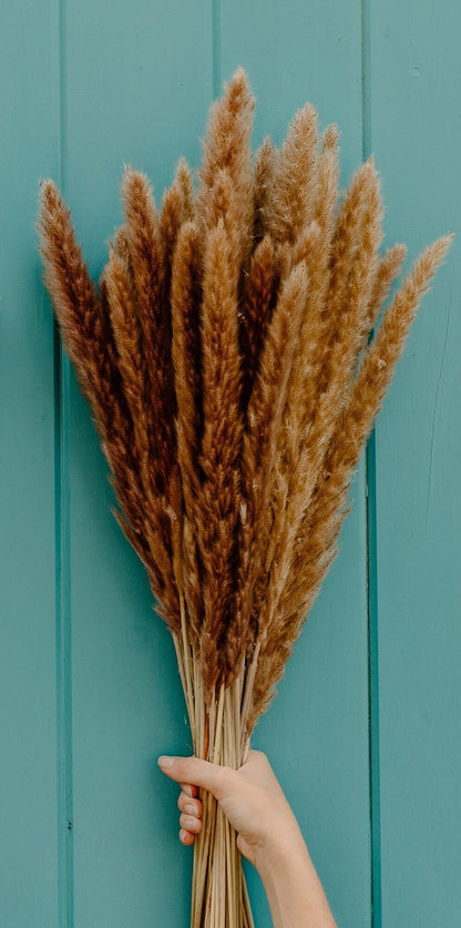 X-Large Thin 2.5 FT Natural Pampas Grass- Limited Edition