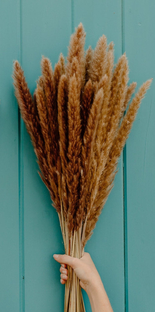 X-Large Thin 2.5 FT Natural Pampas Grass- Limited Edition