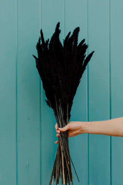 Thin 2FT Black Pampas Grass - alternate