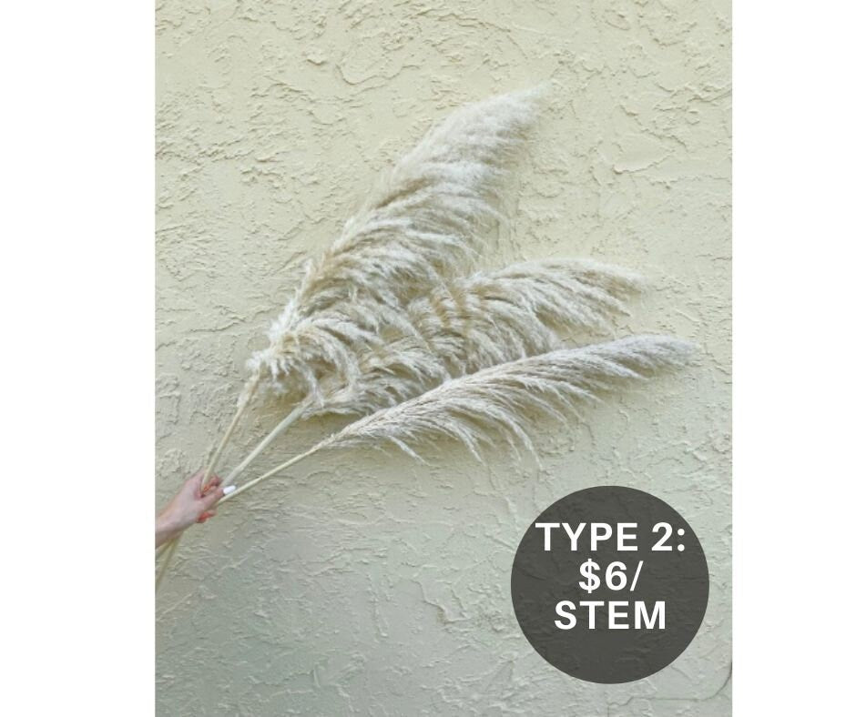 Clearance Quality - Natural Pampas Grass