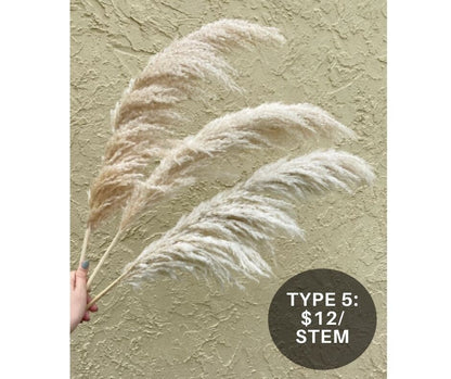 Clearance Quality - Natural Pampas Grass