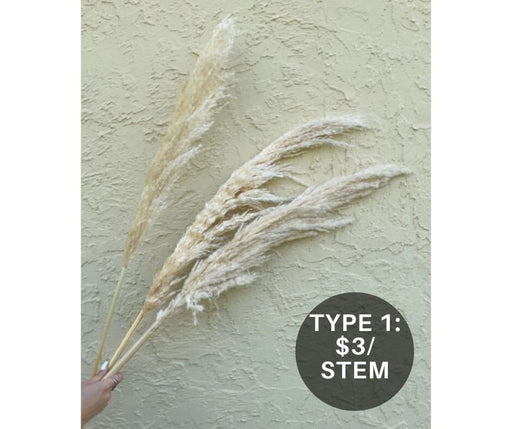 Clearance Quality - Natural Pampas Grass - alternate