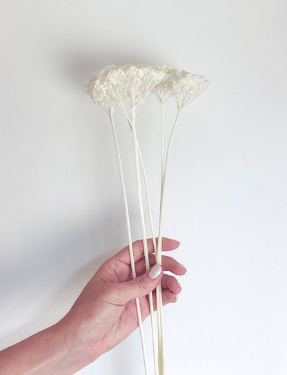 White/Ivofry Achillea Preserved
