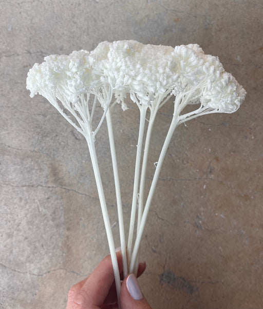 White/Ivofry Achillea Preserved - alternate