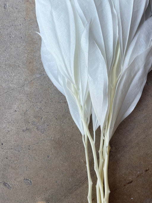 White/Ivory Coccolus Preserved - alternate