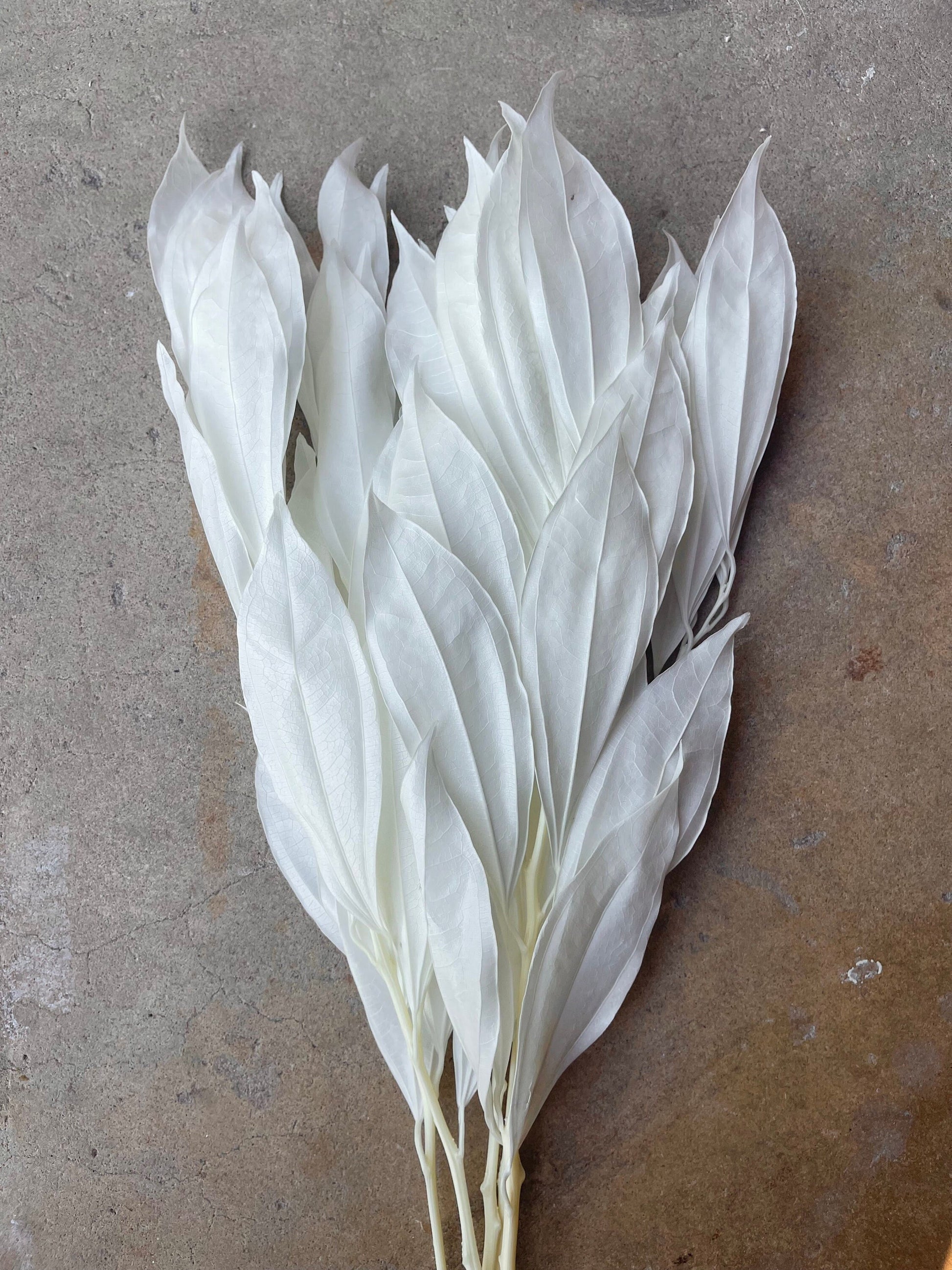 White Coccolus Preserved