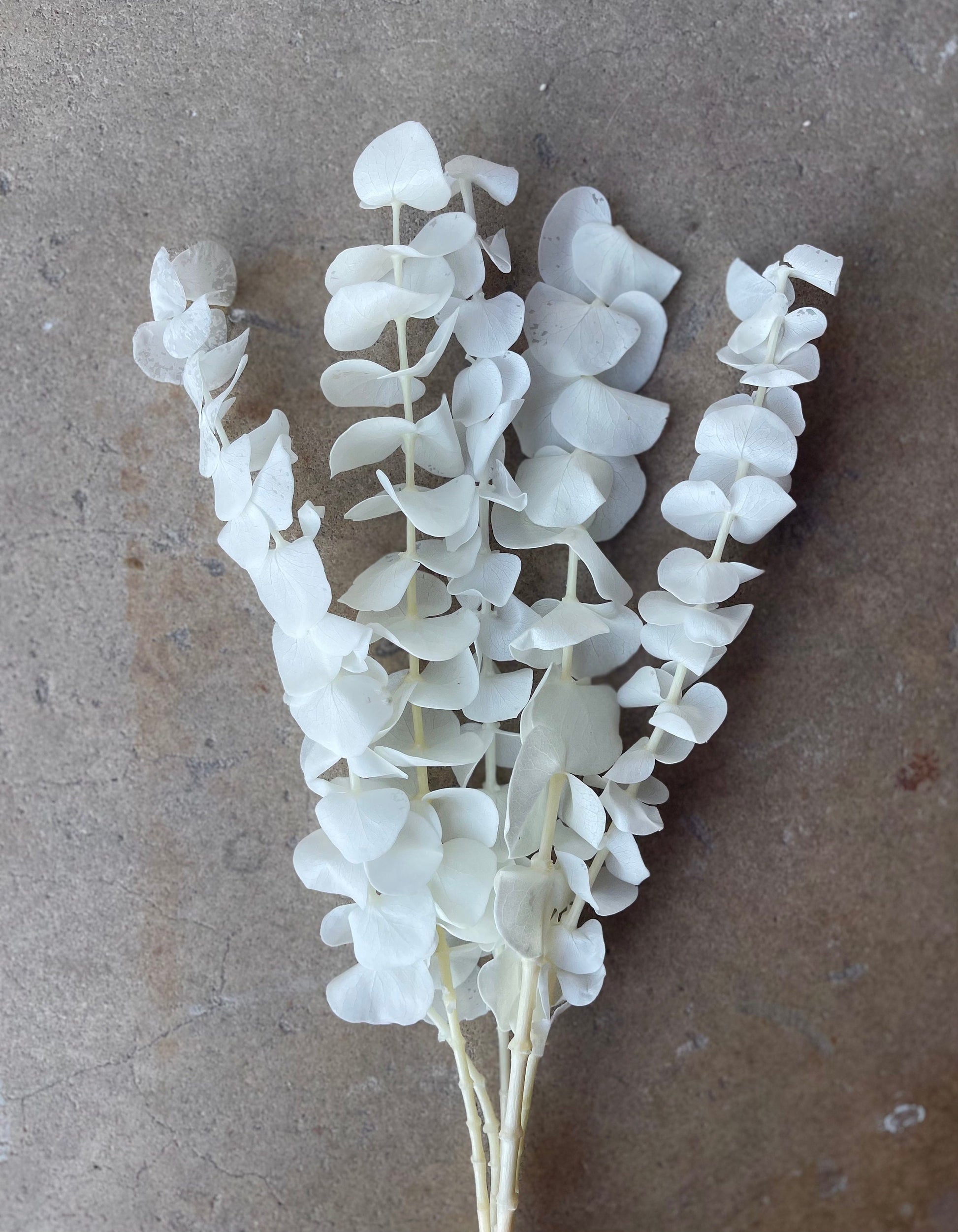 Eucalyptus White/Ivory Preserved