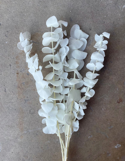 Eucalyptus White/Ivory Preserved