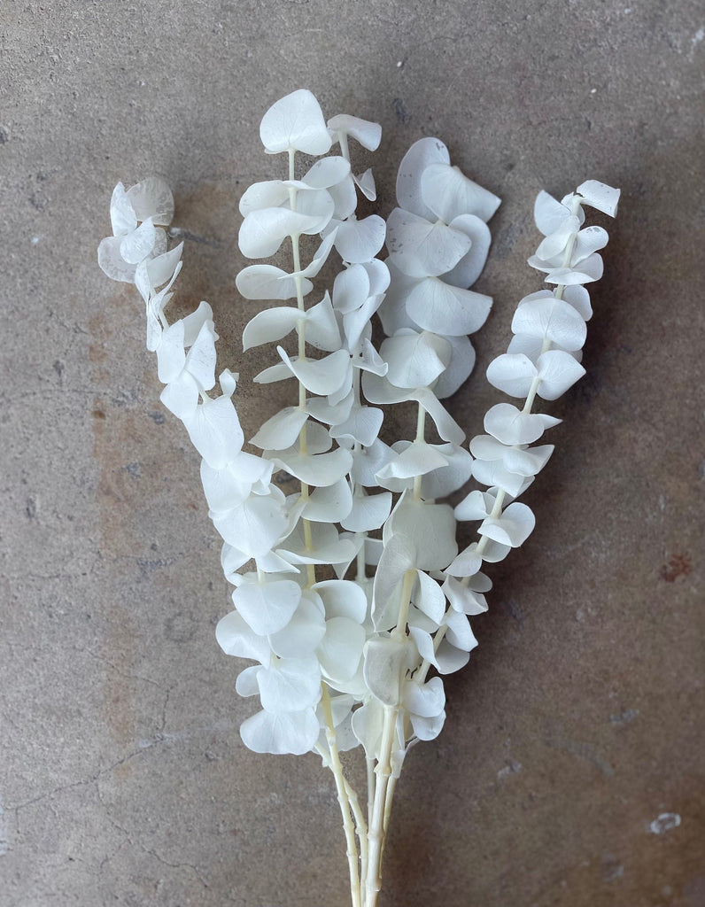 Eucalyptus White/Ivory Preserved